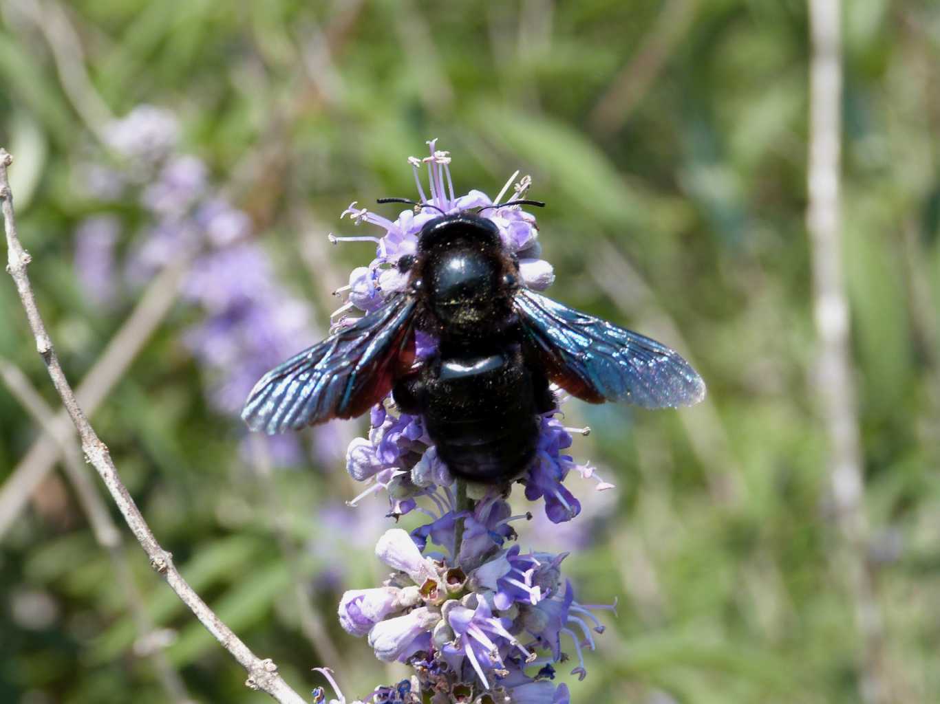 A ciascuno il suo fiore: Xylocopa violacea e Xylocopa iris